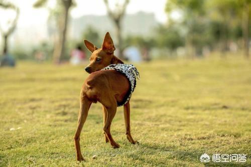 小鹿犬:小鹿犬的腿打哆嗦，是怎么回事？是缺钙吗？