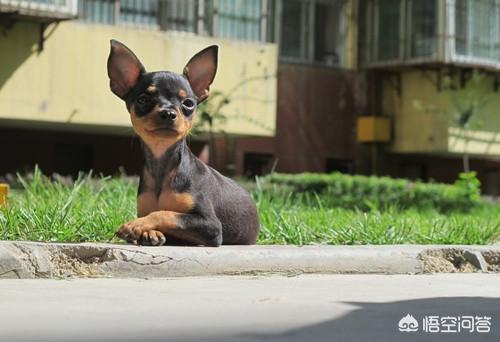 小鹿犬:小鹿犬的腿打哆嗦，是怎么回事？是缺钙吗？