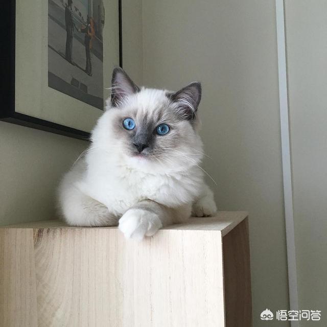 猫咪品种大全及图片鲜罗猫:新手养猫暹罗猫英短和美短哪种猫更适合呢？