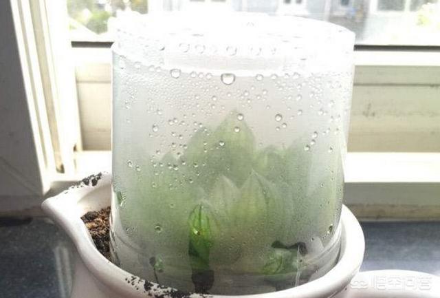 姬玉露和草玉露的区别:冬天没有太阳玉露陡长怎么办？