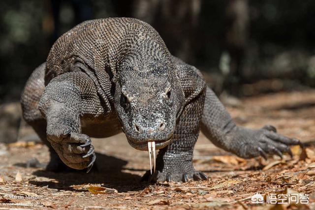 一米多尼罗河巨蜥怎么上手:科莫多巨蜥与非洲鳄哪个更厉害？
