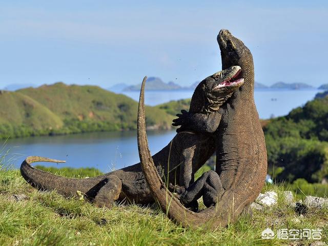 一米多尼罗河巨蜥怎么上手:科莫多巨蜥与非洲鳄哪个更厉害？
