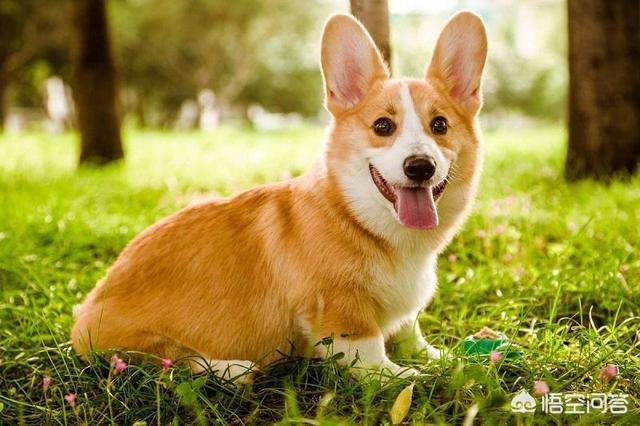 威尔士柯基犬的寿命:柯基犬几岁开始步入晚年？老了的柯基如何照顾才正确？
