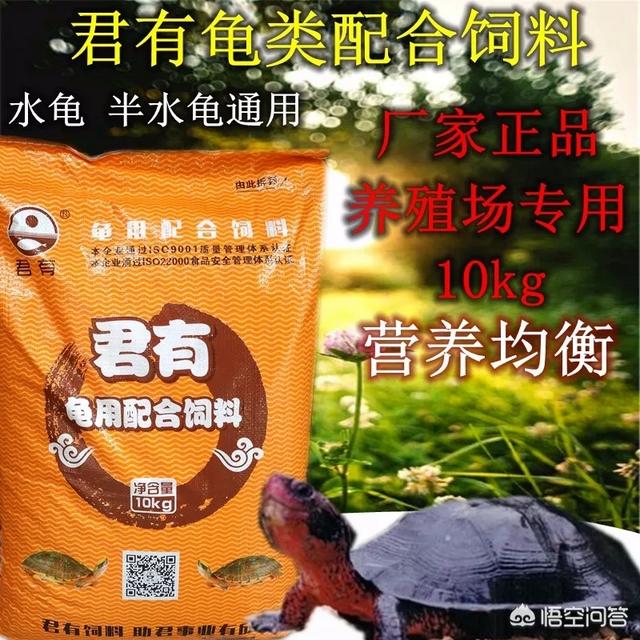 火焰龟药:想养一只乌龟，二百块以下的有什么推荐？