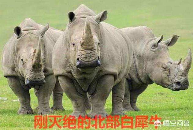 复活成功的灭绝动物:最有希望“起死回生”的灭绝动物有哪些它们还能回来吗