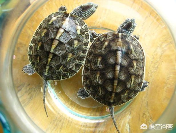草龟图片:中华花龟和中华草龟，谁更值得养？