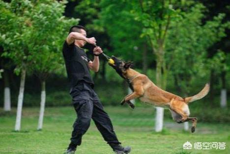 比利时马犬和德牧:德牧、昆明犬、马犬有怎么本质区别，哪个更适合楼房养？