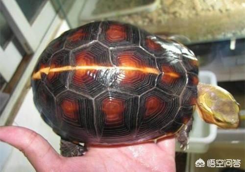 中国陆龟种类:中国陆龟种类图片 除了巴西龟，还有什么龟种可以养？