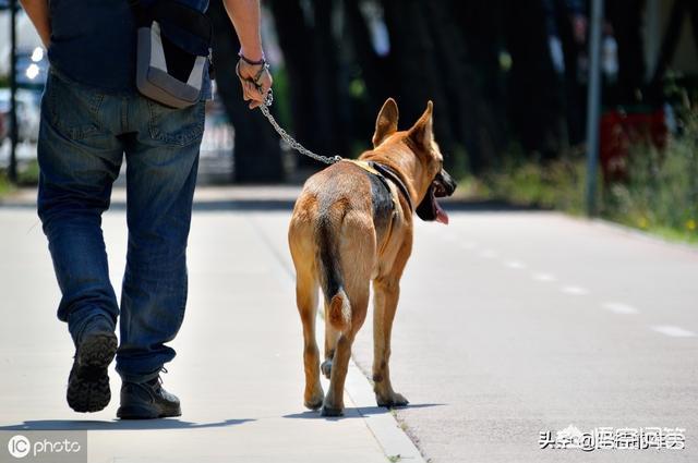 米格鲁犬遛弯能放狗绳吗:遛狗遇到怕狗的人怎么办？