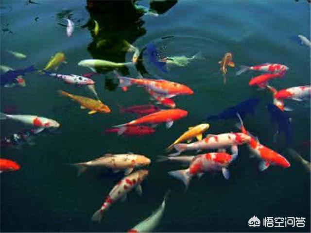 德系锦鲤鱼图片:锦鲤鱼怎么养长得快，有什么方法？