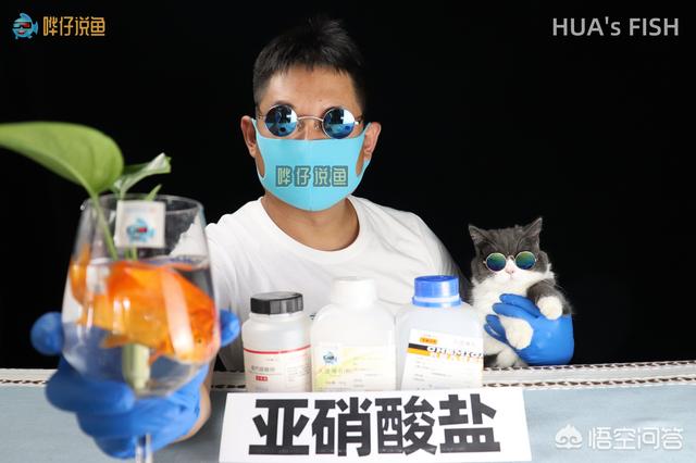 金刚鹦鹉鱼生病的征兆:鹦鹉鱼得了白眼病怎么办？