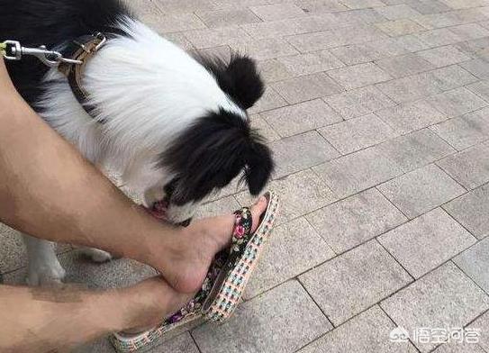 舔脚:狗为什么喜欢舔主人的脚？