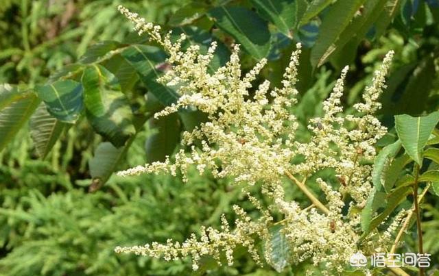 贵州红色吸蜜鹦鹉:红董、国密、特密、百草香哪个好喝？为何？