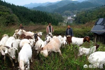 养羊的优势有哪些，猪和羊哪个更好养原因是什么