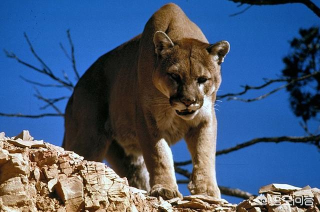 薮猫是猫还是豹，为什么狮子老虎豹子都被归为“猫”科