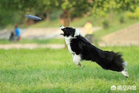 怎么训狗接飞盘:如何选择适合狗狗的飞盘？