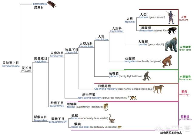 懒猴航海:如果人是猴子变的，为何世界上还有猴子？ 懒猴航海官网