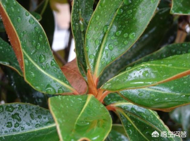 橡皮树图片:盆栽橡皮树多长时间浇水施肥？秋冬季应该怎么养？