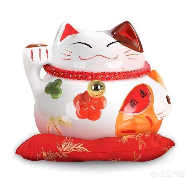 四川简州猫是招财猫吗:家里总是跑进来野猫，该怎么办？