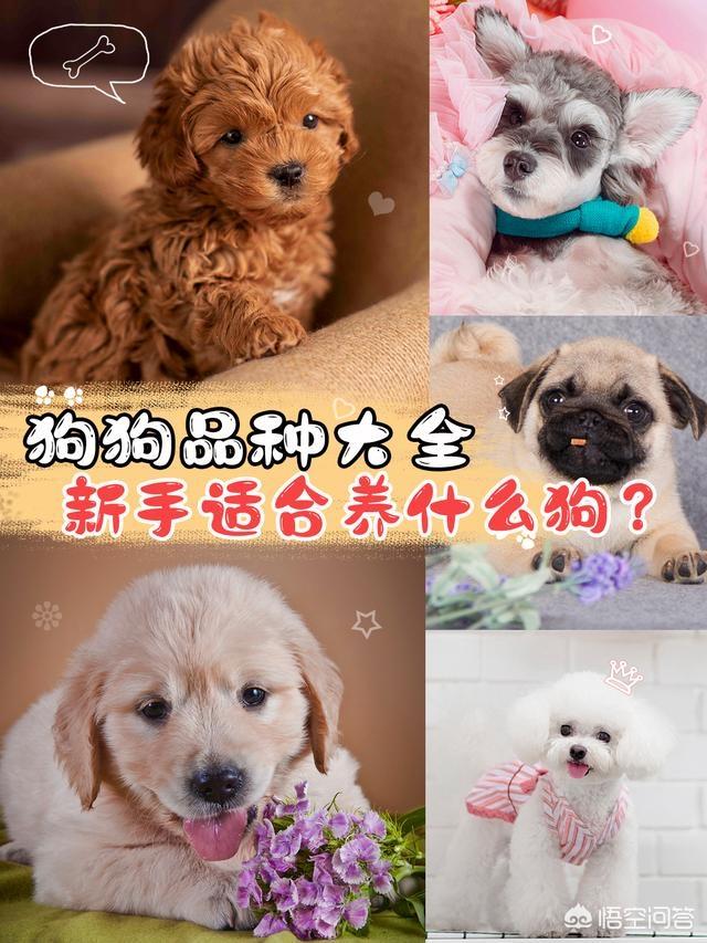 宠物狗的种类和特点:你知道的，适合家养的狗狗品种有哪些？