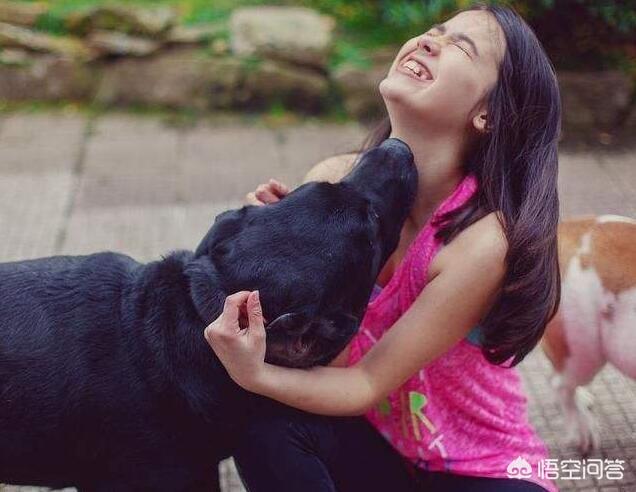 万能犬:万能犬有哪些 拉布拉多犬是万能犬，为什么很多人想养却不敢养？