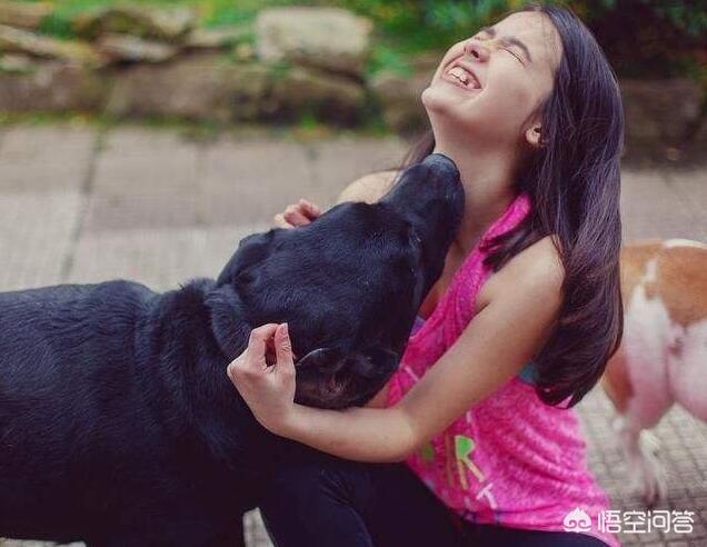 缉毒犬拉布拉多图片:拉布拉多犬是万能犬，为什么很多人想养却不敢养？