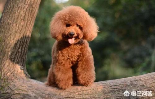 怎么训泰迪狗叫妈妈:你家泰迪犬把你当妈妈吗？怎么样可以看出来？