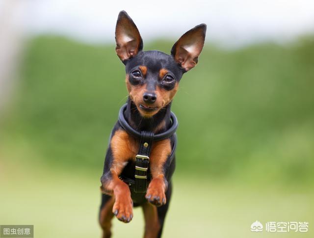 上班族适合养什么狗,上班族可以养拉布拉多犬吗？