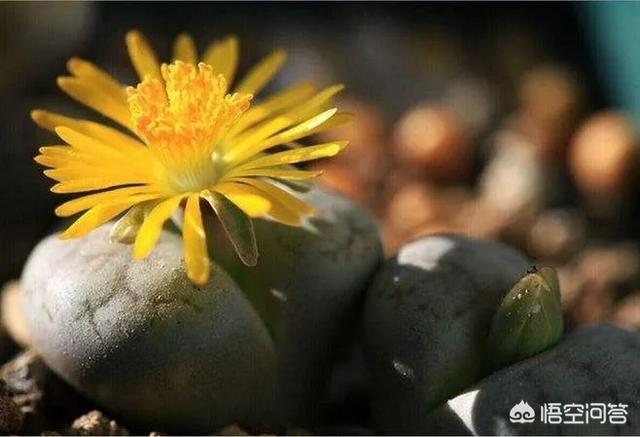 石花是什么样子的,多肉生石花。摄影怎么拍？
