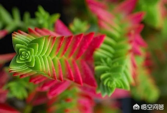 茜之塔开花后怎样处理:多肉植物钱串和茜之塔开花怎么处理？