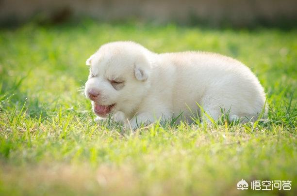 狗狗突然拼命吃草，是怎么回事？插图3