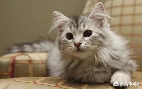 养猫有哪些智商税雷区？