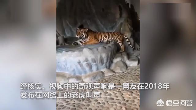 真龙现身事件:世界上有传说中的龙吗？为什么？