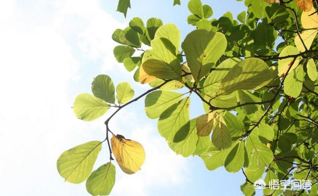 夏季肠道疾病预防:炎炎夏日来临如何避免便秘？