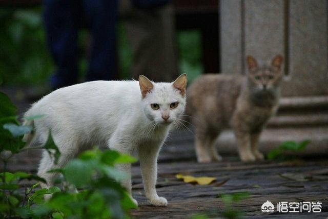 许喵喵mickey:你家猫咪什么时候最黏人黏人的表现是什么