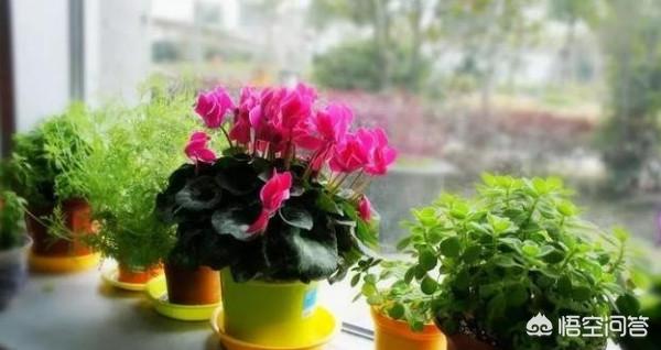 花叶万年青的作用:除甲醛十大有效排名植物，你知道吗？