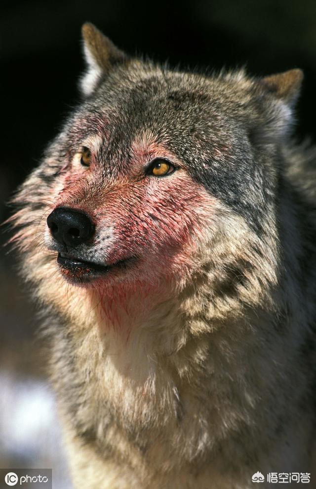 关于藏獒和狼打架的视频:纯种藏獒与北美灰狼单挑会输吗？它能打赢几头狼？