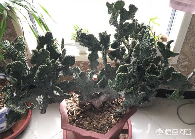 麒麟掌图片:我养的玉麒麟换土后瘦了，是不是没服盆？