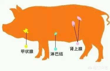 啄羊鹦鹉吃羊视频:啄羊鹦鹉 鸡鸭鱼羊猪的哪些部位是不能吃的？