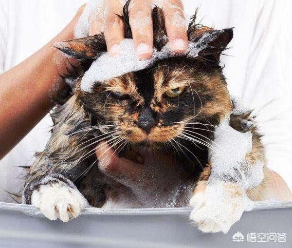 爱洗澡的猫猫:如何给家里的猫咪洗澡，每次都和打仗一样，还老被抓？