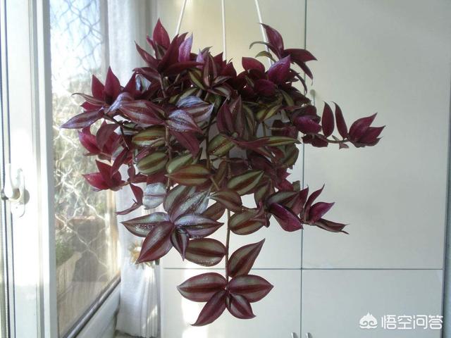 花卉图片大全吊竹梅:怎样种植吊竹梅，让它长得很茂盛？