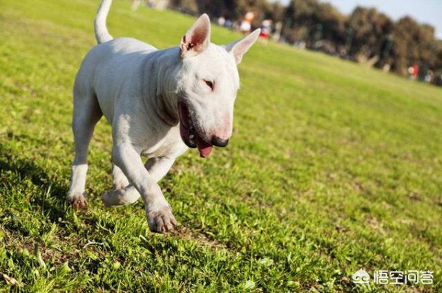广州禁养犬种 2021:广州禁养犬种图片 2019年北上广的禁养狗狗都有哪些呢？