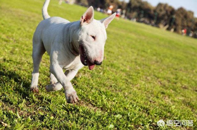 爱尔兰雪达犬能养吗:2019年北上广的禁养狗狗都有哪些呢？ 爱尔兰红白雪达犬