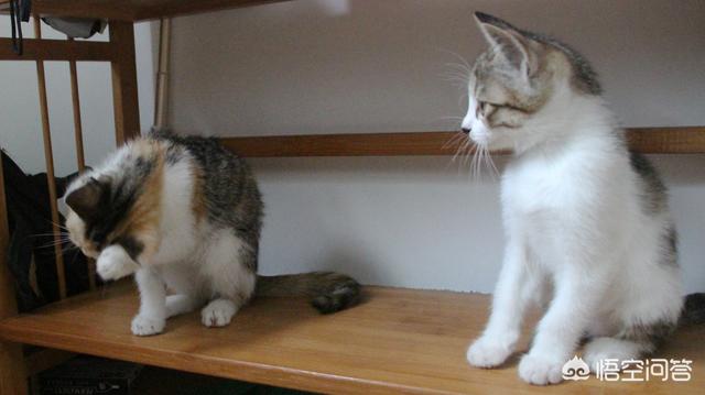 鸡肝怎么做猫爱吃:怎么做猫饭？猫吃生的还是熟的？