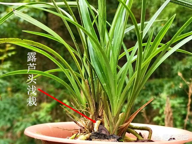 治疗兰花软腐病的药:兰花的叶子从根部变黑枯萎怎么办？