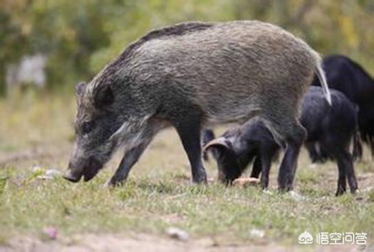 农村山上的野猪抵抗力强，为何也受非洲猪瘟影响？它如何传播的？
