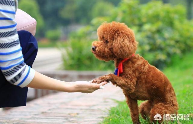 泰迪犬:怎么样挑选一只纯的泰迪犬？