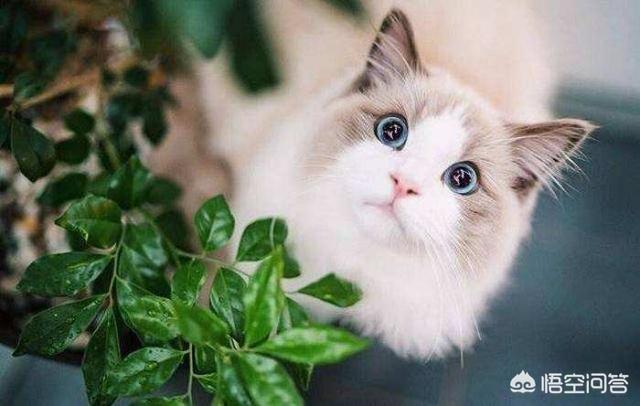布偶猫吧 很瘦:布偶胃口突然变好小，布偶胃口小不怎么吃怎么办呢？ 布偶猫太瘦了脸尖