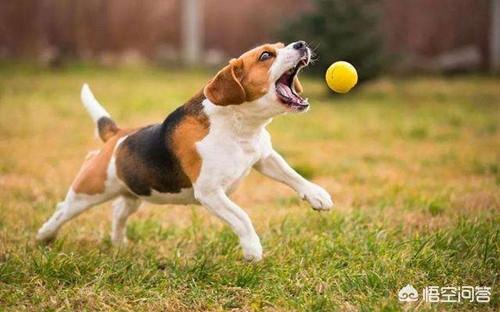 名犬图片:怎么区分秋田犬和柴犬的图片？