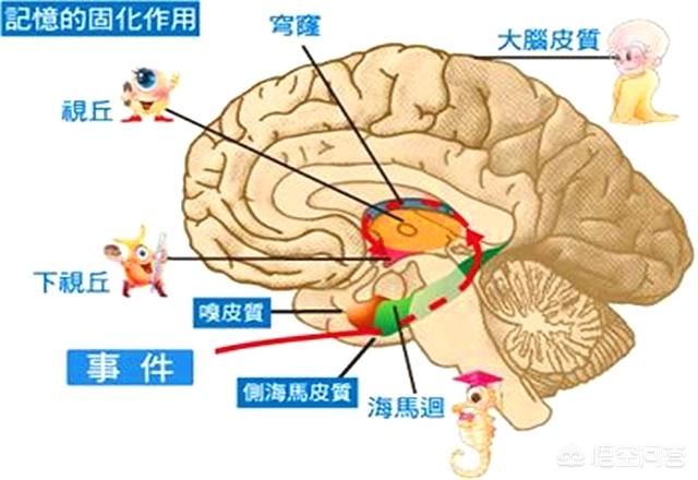 冠军猫诞生记:克隆猫诞生，它还能记得原主人吗？